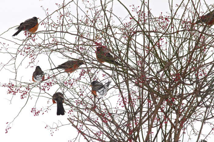 Alimentación Aves | Plantas que atraen a las aves | Bayas para pájaros